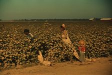 Day laborers picking cotton near Clarksdale, Miss. Delta, 1940. Creator: Marion Post Wolcott