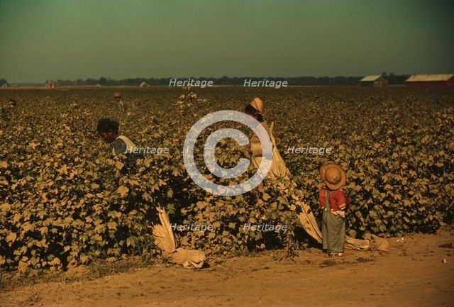 Day laborers picking cotton near Clarksdale, Miss. Delta, 1940. Creator: Marion Post Wolcott.
