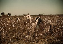 Day laborers picking cotton near Clarksdale, Miss. Delta, 1940. Creator: Marion Post Wolcott