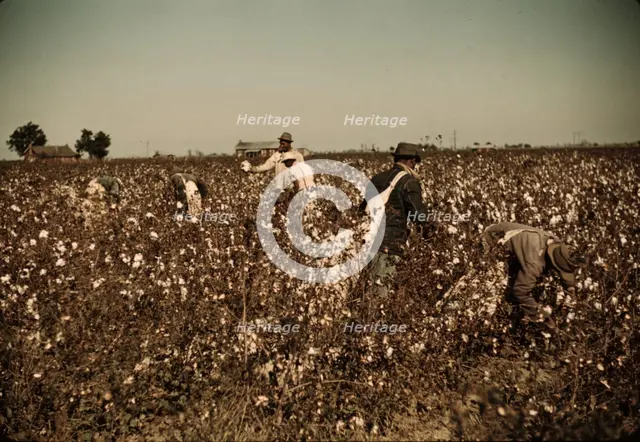 Day laborers picking cotton near Clarksdale, Miss. Delta, 1940. Creator: Marion Post Wolcott.