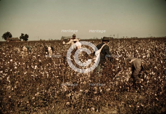 Day laborers picking cotton near Clarksdale, Miss. Delta, 1940. Creator: Marion Post Wolcott.