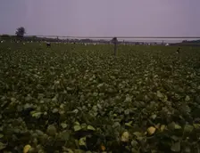 Day laborers picking string beans among the poles..., Seabrook Farms, Bridgeton, N.J., 1942. Creator: John Collier