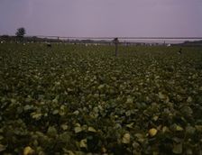 Day laborers picking string beans among the poles..., Seabrook Farms, Bridgeton, N.J., 1942. Creator: John Collier