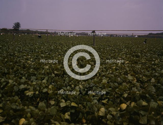 Day laborers picking string beans among the poles..., Seabrook Farms, Bridgeton, N.J., 1942. Creator: John Collier.