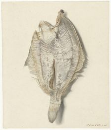 Dab, 1837. Creator: Hendrik Gerrit ten Cate