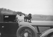 Dachshund standing on the bonnet of Charles Mortimer's Bentley, c1930s Artist: Bill Brunell