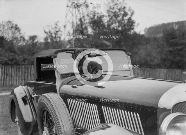 Dachshund sitting on the bonnet of Charles Mortimer's Bentley, c1930s Artist: Bill Brunell.