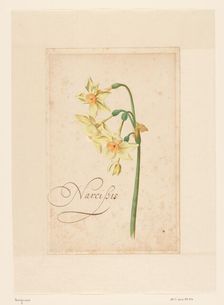 Daffodil, 1650-1699. Creator: Anon