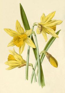 Daffodil 1877. Creator: Frederick Edward Hulme