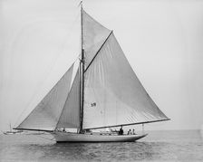 Daffodil, 1894 Aug 4. Creator: John S Johnston