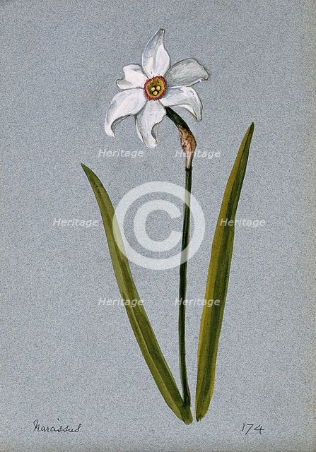 Daffodil (Narcissus species): flowering stem. Creator: Unknown.