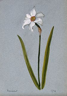 Daffodil (Narcissus species): flowering stem. Creator: Unknown