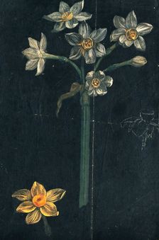 Daffodil (Narcissus species): flowering stem with separate flower. Creator: Unknown