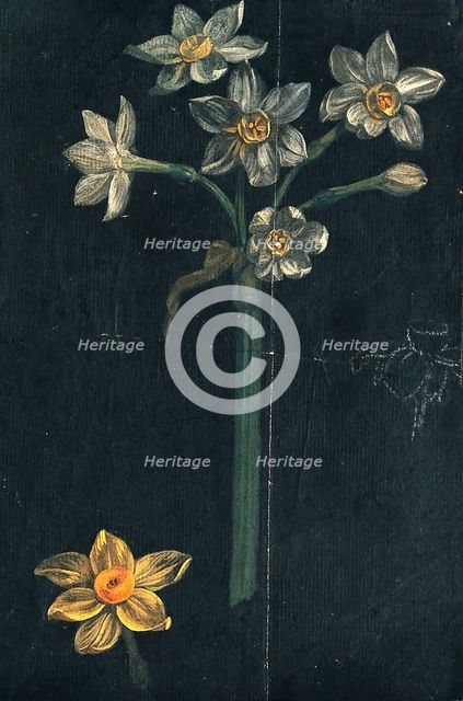 Daffodil (Narcissus species): flowering stem with separate flower. Creator: Unknown.