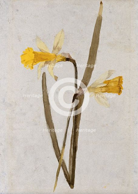 Daffodils (Narcissus): flowers and leaves, c1890s. Creator: Hester Royd Carpenter.