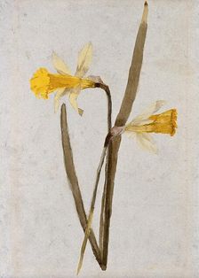 Daffodils (Narcissus): flowers and leaves, c1890s. Creator: Hester Royd Carpenter