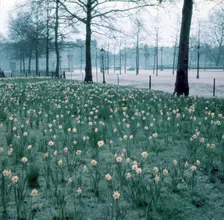 Daffodils on The Mall, London, c1955. Creator: Arthur Charles Kirby Ware