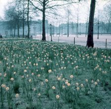 Daffodils on The Mall, London, c1955. Creator: Arthur Charles Kirby Ware