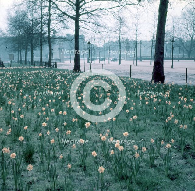 Daffodils on The Mall, London, c1955. Creator: Arthur Charles Kirby Ware.