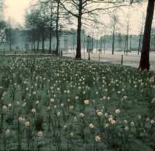 Daffodils on The Mall, London, c1955. Creator: Arthur Charles Kirby Ware