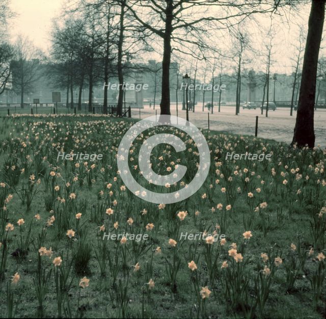 Daffodils on The Mall, London, c1955. Creator: Arthur Charles Kirby Ware.