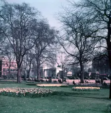 Daffodils at Hyde Park Corner, London, c1955. Creator: Arthur Charles Kirby Ware