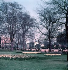 Daffodils at Hyde Park Corner, London, c1955. Creator: Arthur Charles Kirby Ware