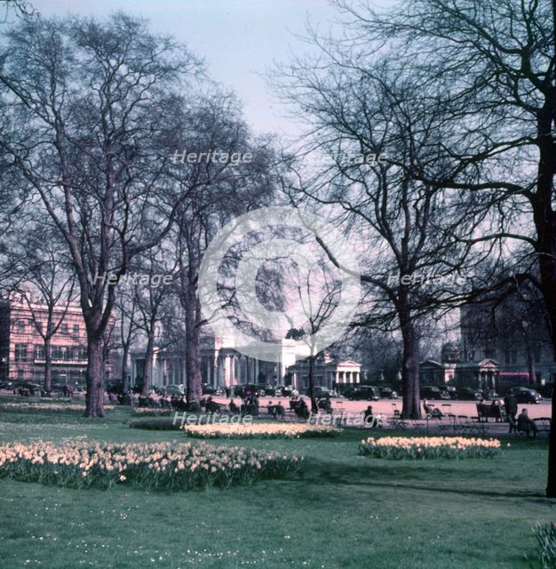 Daffodils at Hyde Park Corner, London, c1955. Creator: Arthur Charles Kirby Ware.