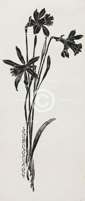 Daffodils. Creator: Harry Fenn (American, 1838/45-1911).