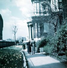 Daffodils in St Paul's Cathedral Churchyard, London, c1955. Creator: Arthur Charles Kirby Ware