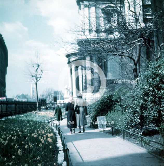 Daffodils in St Paul's Cathedral Churchyard, London, c1955. Creator: Arthur Charles Kirby Ware.