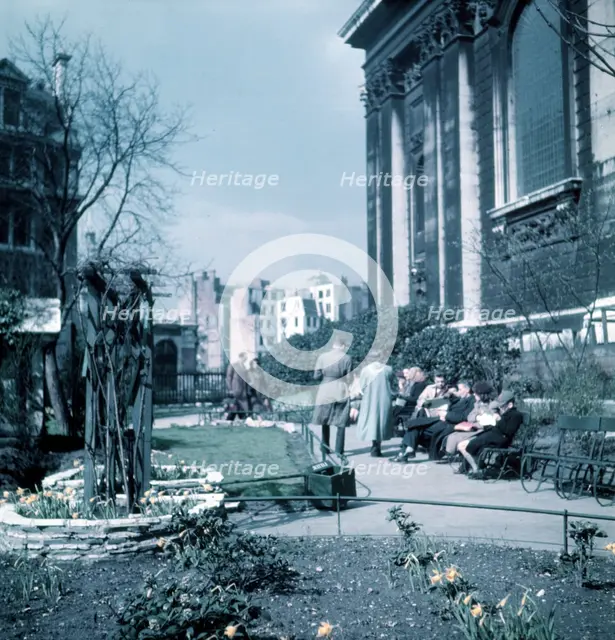 Daffodils in St Paul's Cathedral Churchyard, London, c1955. Creator: Arthur Charles Kirby Ware.