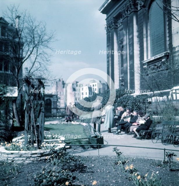 Daffodils in St Paul's Cathedral Churchyard, London, c1955. Creator: Arthur Charles Kirby Ware.