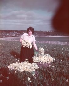 Daffodils, Isles of Scilly, c1955. Creator: Arthur Charles Kirby Ware