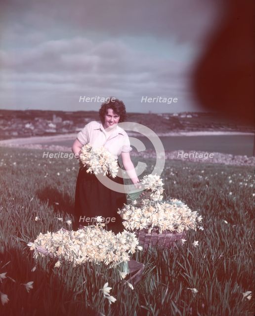 Daffodils, Isles of Scilly, c1955. Creator: Arthur Charles Kirby Ware.
