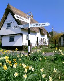 Daffodils, road sign and cottage, Thriplow, Cambridgeshire