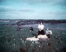 Daffodils, Scilly Isles, c1955. Creator: Arthur Charles Kirby Ware