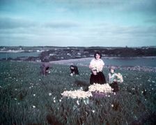 Daffodils, Scilly Isles, c1955. Creator: Arthur Charles Kirby Ware