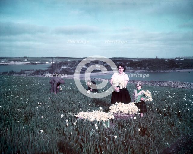 Daffodils, Scilly Isles, c1955. Creator: Arthur Charles Kirby Ware.