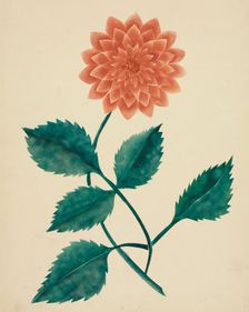 Dahlia. Creator: Mary Altha Nims (American, 1817-1907)