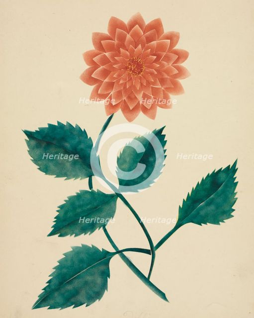 Dahlia. Creator: Mary Altha Nims (American, 1817-1907).