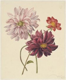 Dahlias, 1835-1904. Creators: Willem Hekking I , Willem Hekking