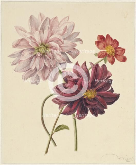 Dahlias, 1835-1904. Creators: Willem Hekking I , Willem Hekking.