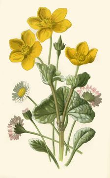 Daisy & Marsh-Marigold 1877. Creator: Frederick Edward Hulme