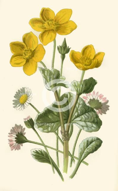 'Daisy & Marsh-Marigold', 1877. Creator: Frederick Edward Hulme.
