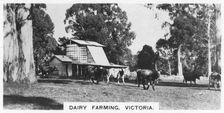 Dairy farming, Victoria, Australia, 1928