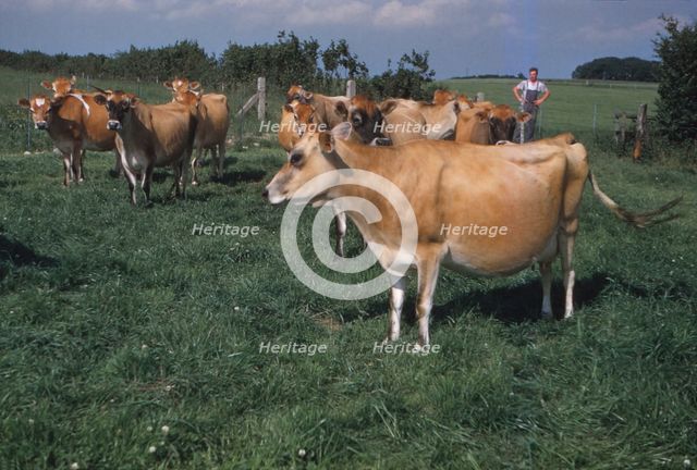 Dairy Herd Farming in Yorkshire, 20th century. Artist: CM Dixon.