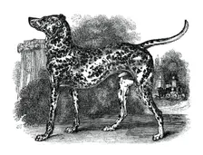 Dalmatian dog, 1848