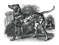 Dalmatian dog, 1848