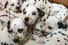 Dalmatian puppies. Creator: Peter Thompson